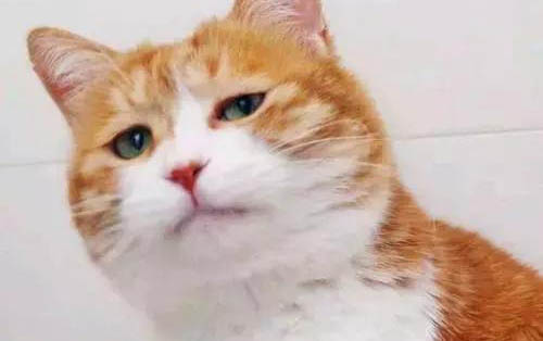 小猫多久洗澡