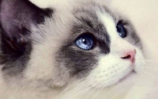 猫咪的记忆有多长时间