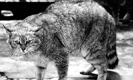 农村为什么喜欢饲养猫咪