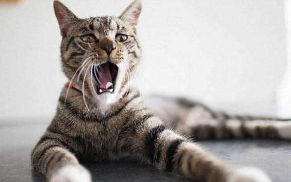 小猫尿血但精神很好