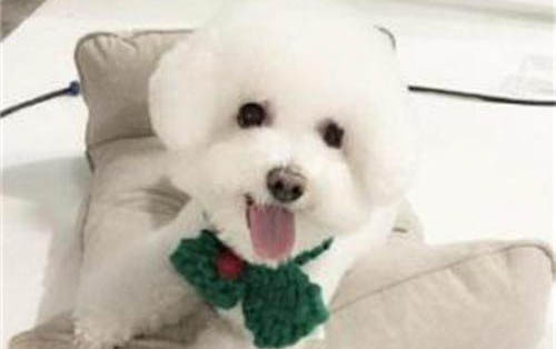 如何防治比熊犬感染真菌