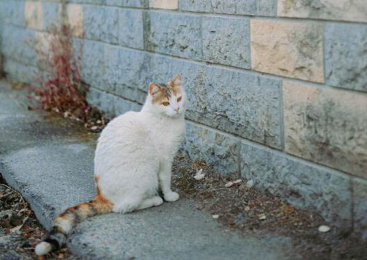 英短毛猫能活多久