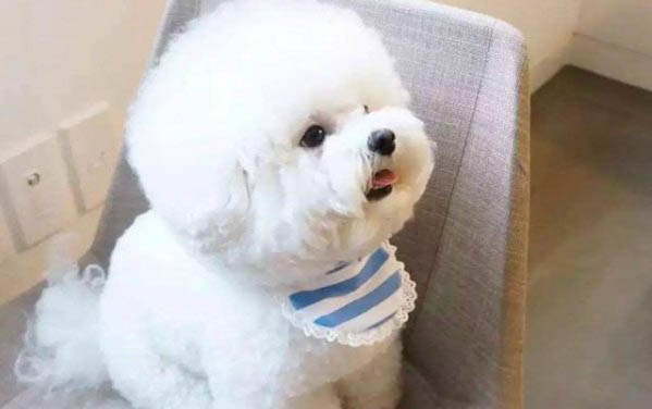 狗细小拉血便还有救吗