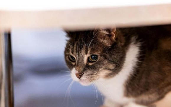 猫咪需要磨牙棒么