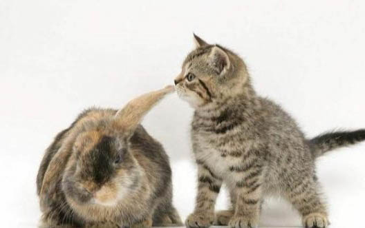 刚买回家猫咬人