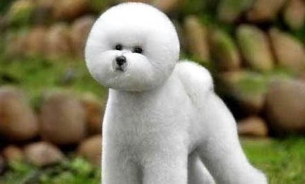 比熊犬与泰迪哪个好养