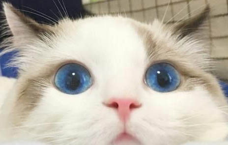 宠物猫如何养