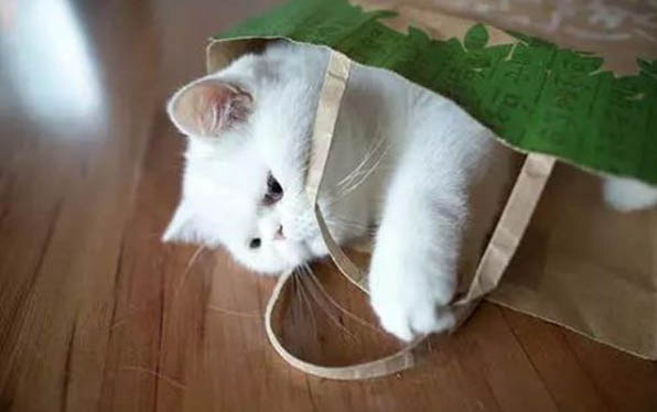 小猫尿道感染多久能好