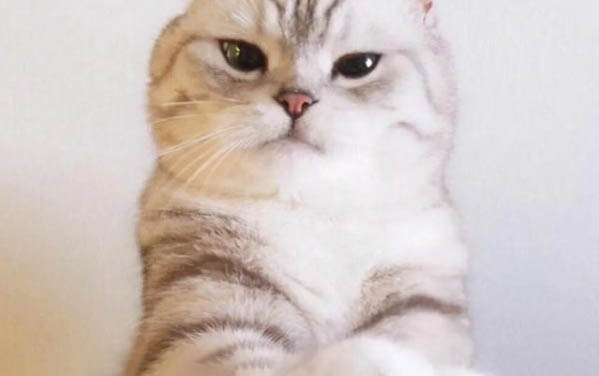 猫咪鼻支症状