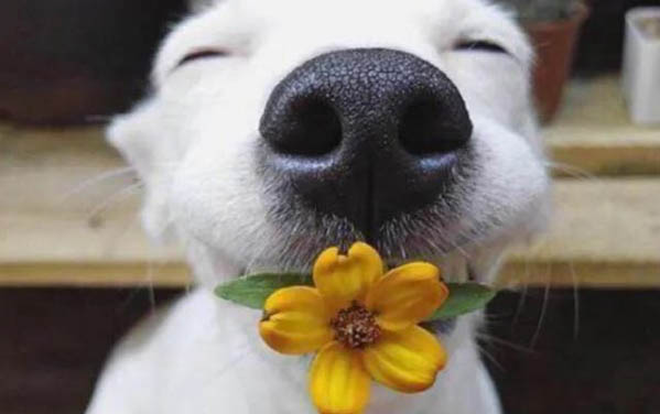 怎么知道犬蛔虫已除尽