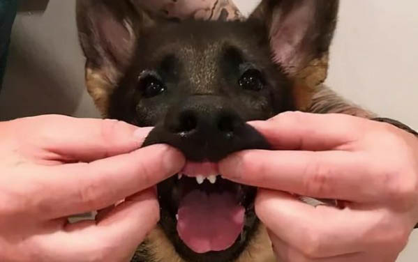 狗狗驱虫多久才能洗澡