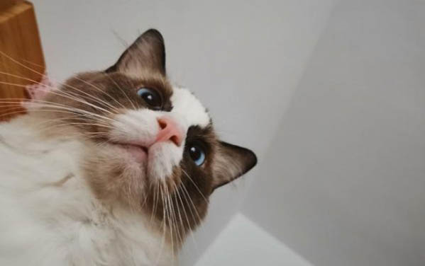 猫咪经常吐黄水是怎么回事