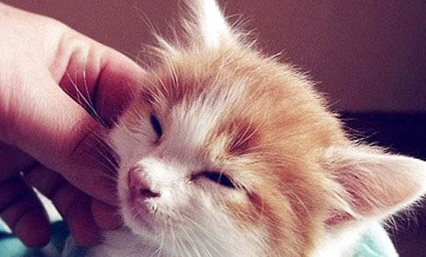 猫的鼻头干燥发热是生病了吗怎么治疗
