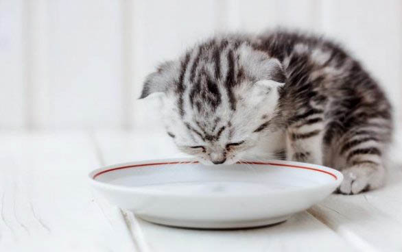 猫趴胸口睡觉信任度高吗