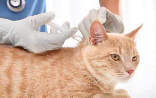 猫咪下巴毛囊炎怎么治疗方法