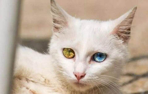 猫咪冬季感冒的病因和治疗方法?
