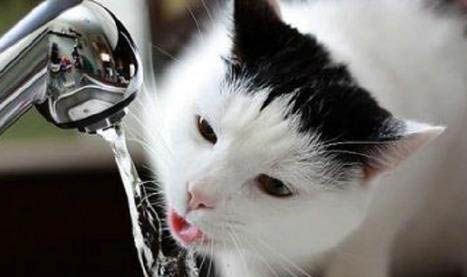 猫咪洗澡多久一次