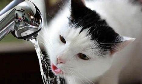 猫咪趾间炎会有哪些表现