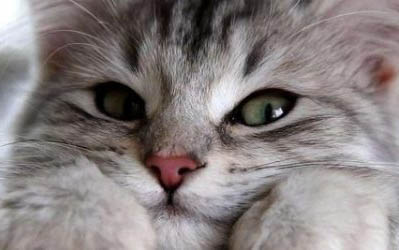 母猫多大发情呢?