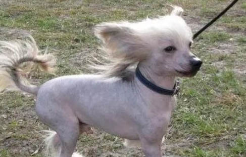 冠毛犬来自哪个国家
