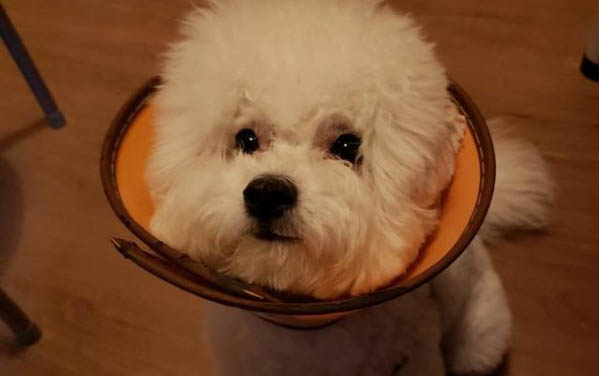 如何看狗狗适应狗粮的状态