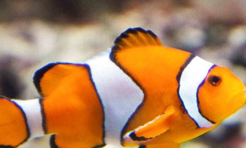 小丑鱼能和海葵一起养吗