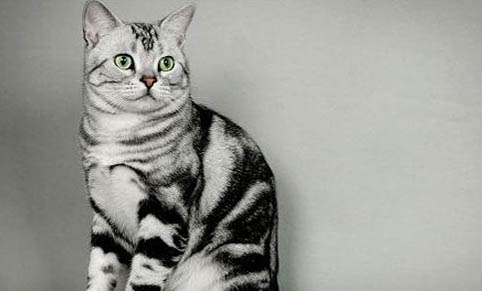 猫咪不喝水的原因及解决办法