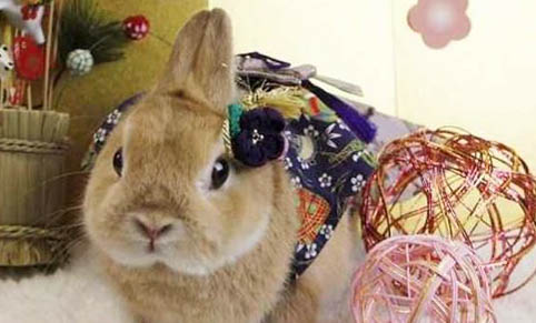 兔子能吃柚子皮吗?