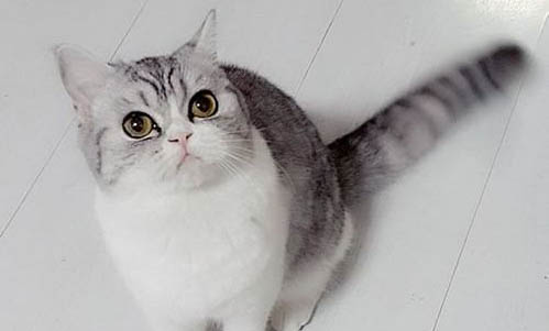 猫瘟后搬家需要注意什么