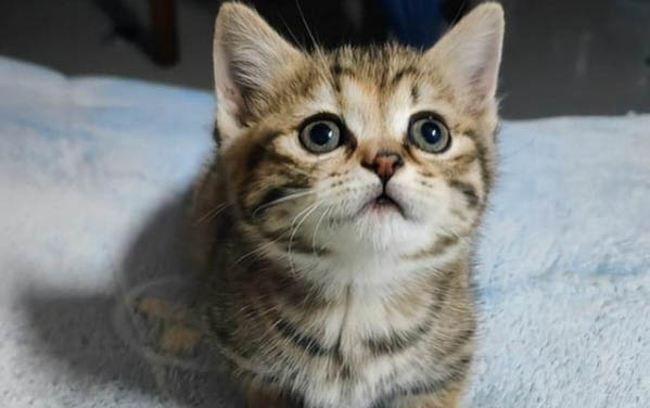 猫咪为什么喜欢守厕所