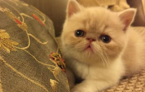 猫咪眼睛发炎多久会好?