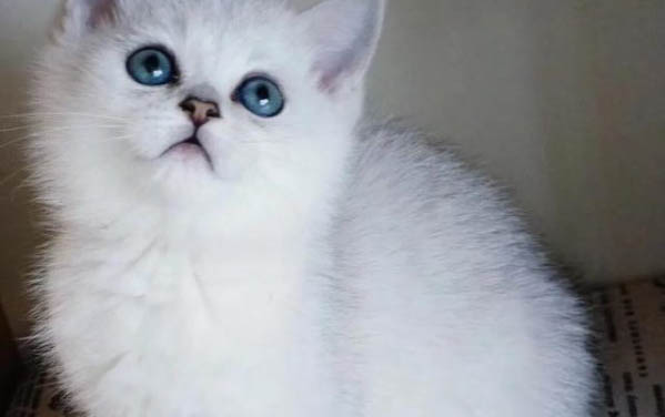 怎么让猫咪喜欢你