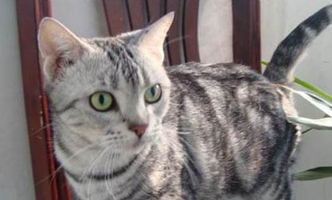 猫突然不吃东西还呕吐是怎么了