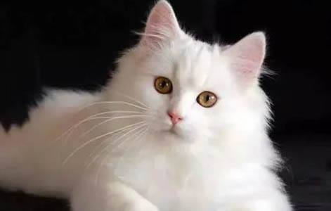 山东狮子猫舌头紫色的原因及处理方法