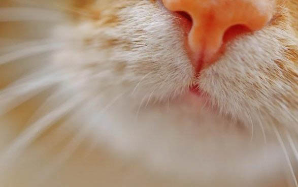 猫流鼻血的原因有哪些流血