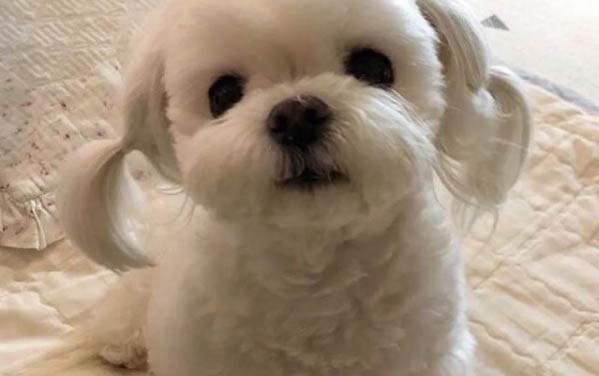 母狗尿道口流脓状分泌物是什么
