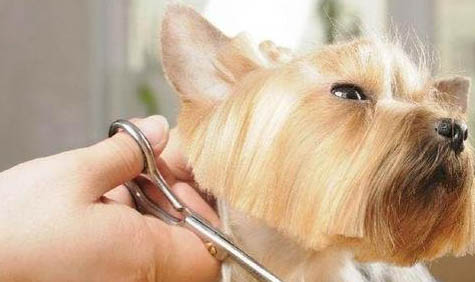 狗狗得了犬瘟能活多久