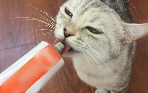 一个月的小猫一天不吃东西会不会死
