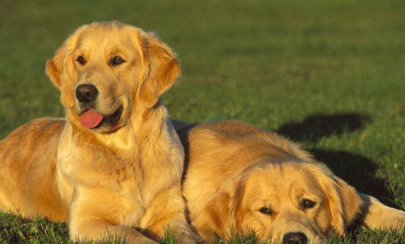大型犬都有哪些品种?