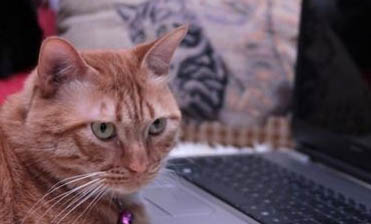 猫咪患皮脂腺炎的症状表现
