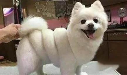 那么狗狗正常生产时间要多久呢?