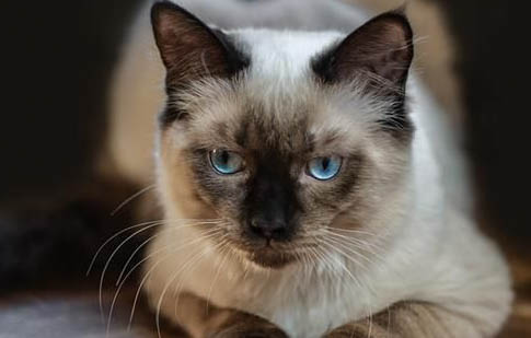 2个月的小猫能洗澡吗?