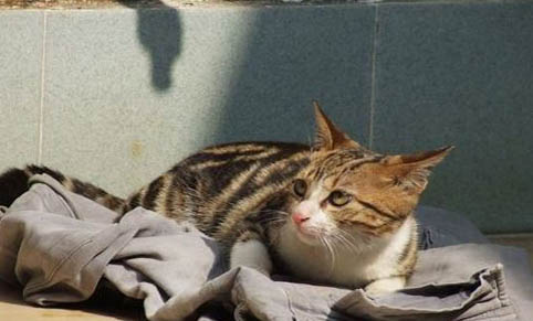 请问猫咪呕吐的原因及处理方法?