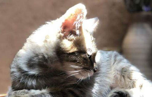 猫咪经常打喷嚏的原因及处理方法