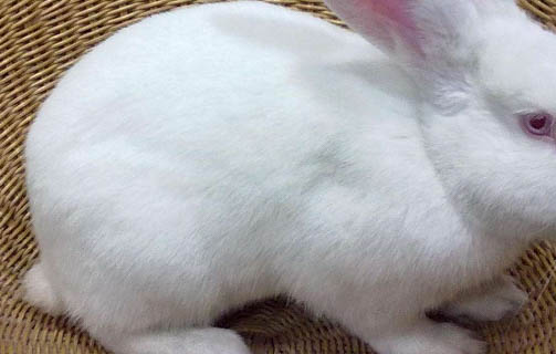 兔子尿液乳白色怎么办？