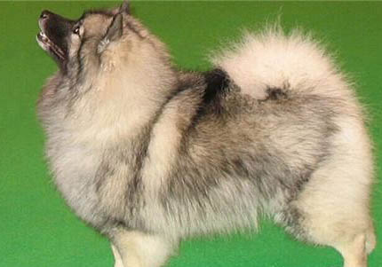 荷兰毛狮犬不爱吃东西的原因及处理方法