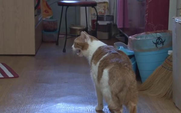 小猫脐带怎么剪?