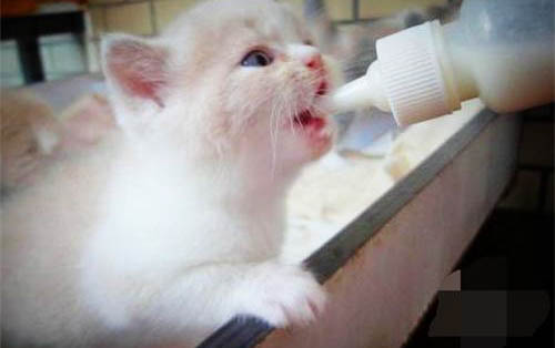小猫晚上老叫