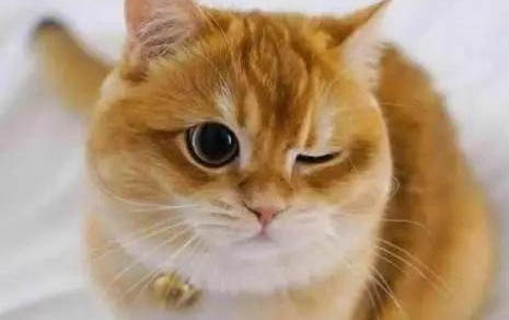 小猫的饲养方法及注意事项是什么
