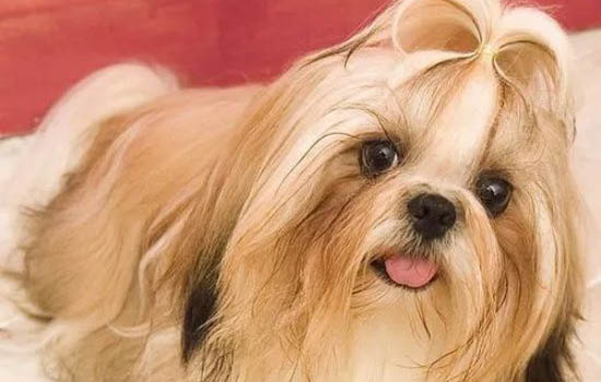 怎么辨别西施犬怀孕了